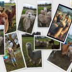 Fabulous Day Out with Purl Alpaca